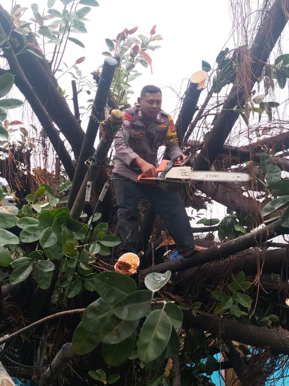 Aksi Heroik Bhabinkamtibmas Jatiwaringain Bripka Wardoyo Evakuasi Korban dan Pohon Tumbang di Pondok Gede